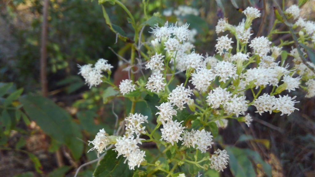Ageratina altissima
