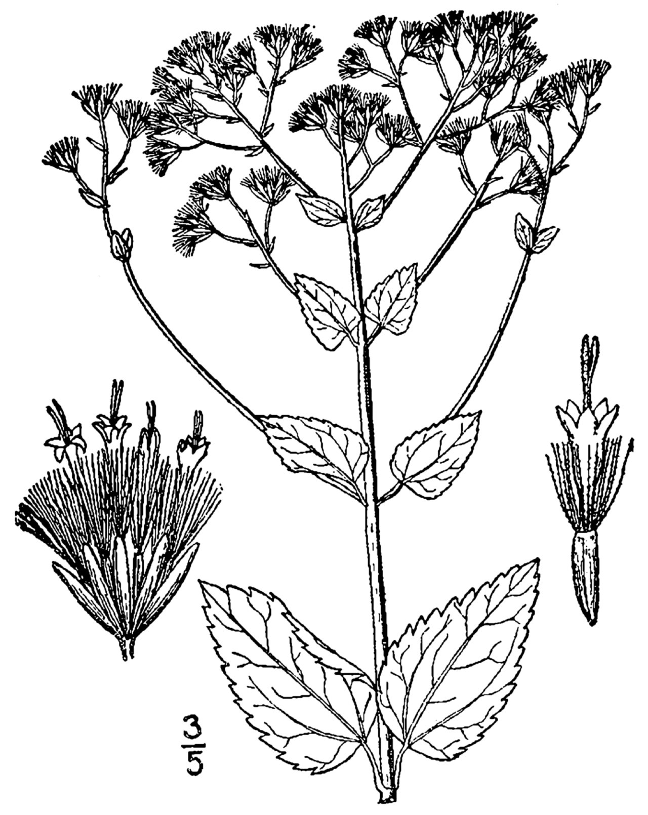 Ageratina aromatica