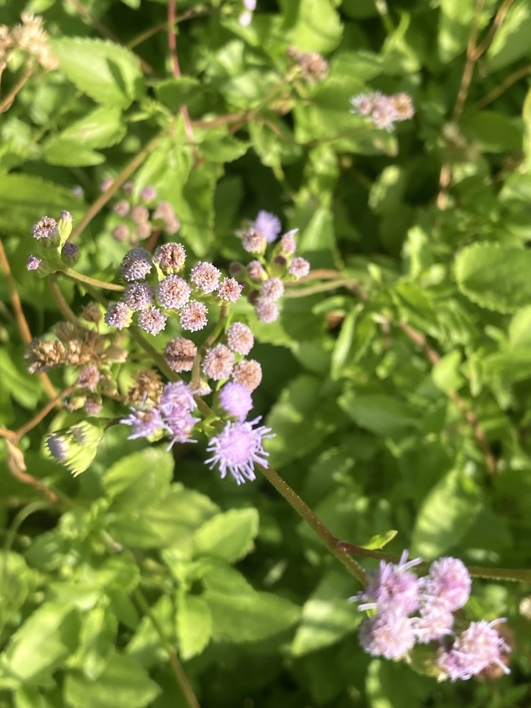 Ageratum maritimum