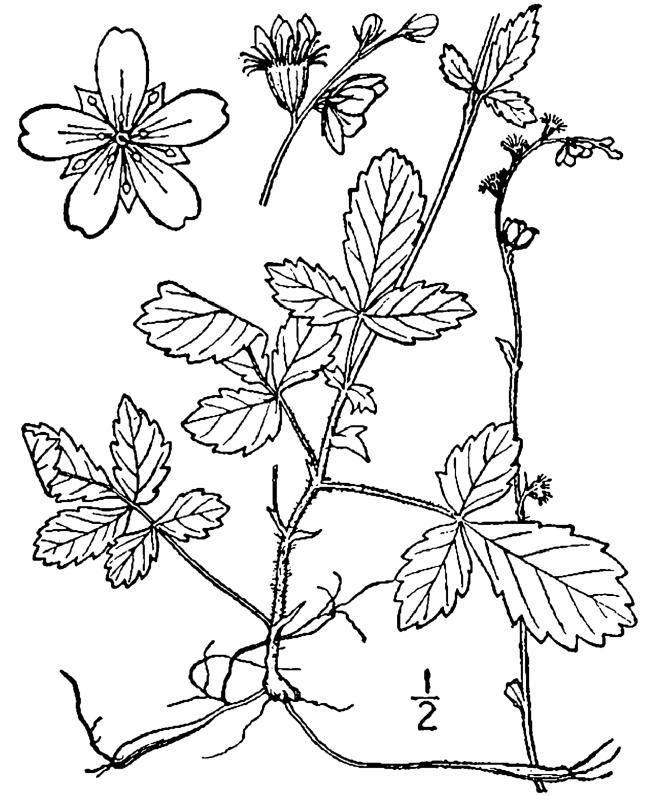 Agrimonia microcarpa