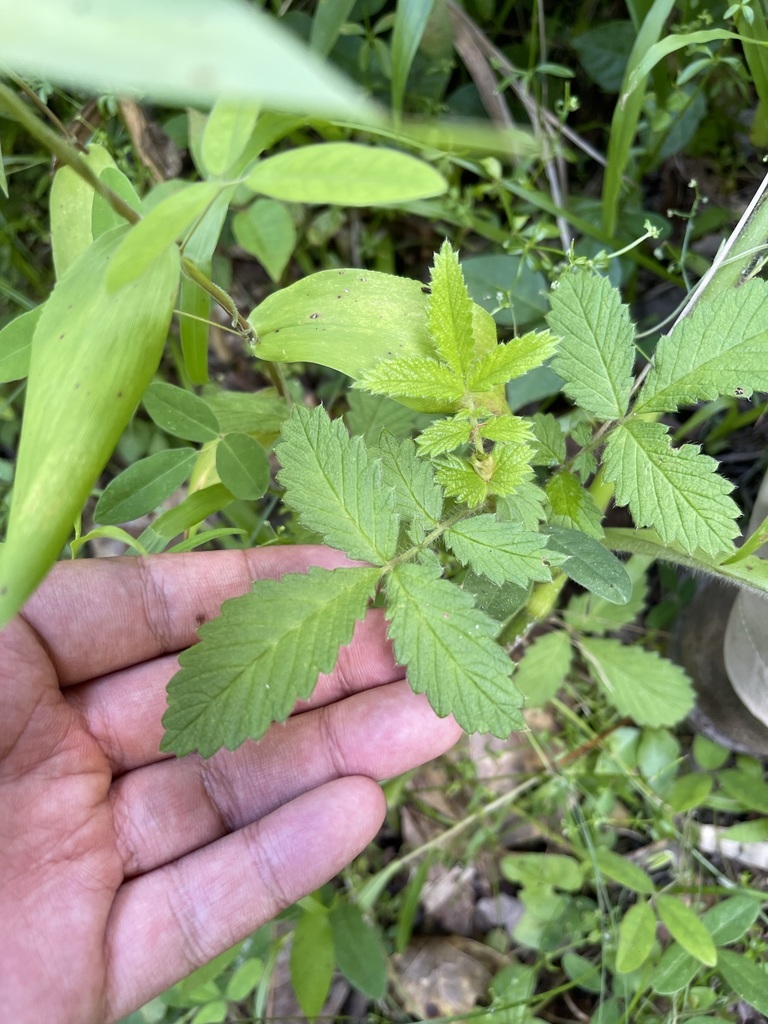 Agrimonia microcarpa