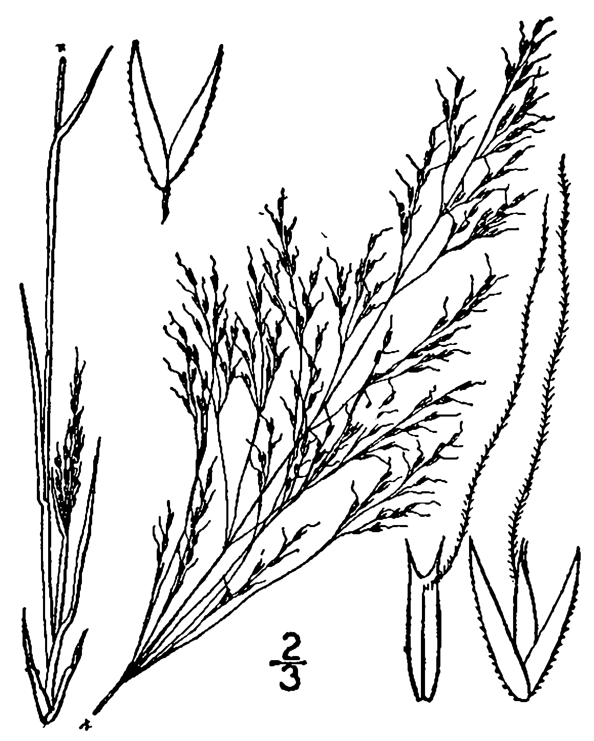 Agrostis elliottiana