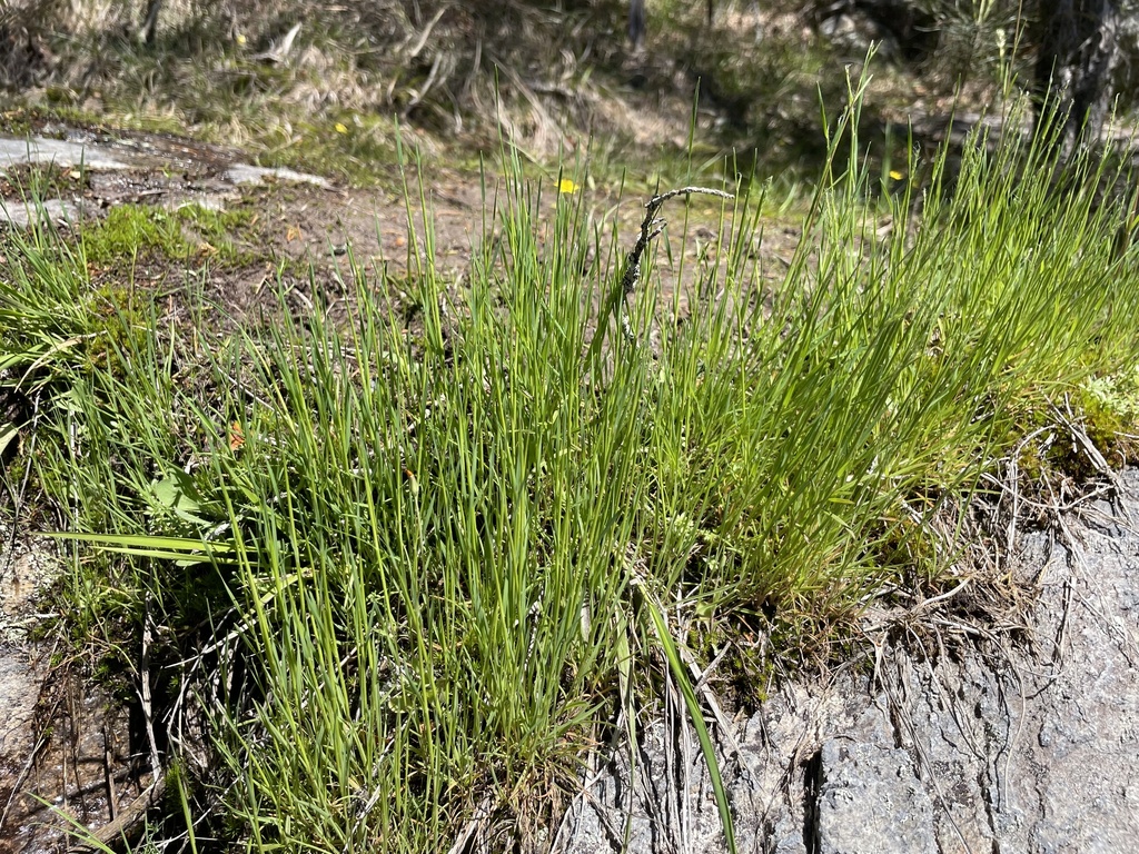 Agrostis elliottiana