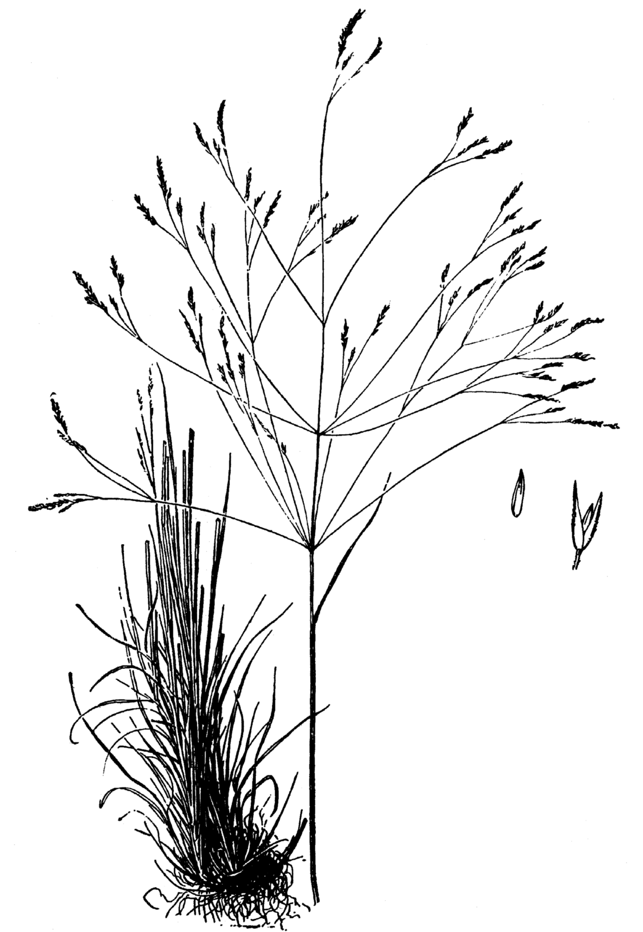 Agrostis hyemalis