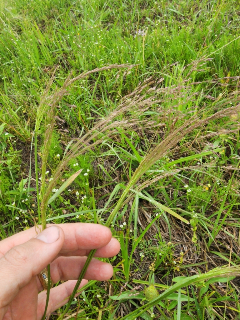 Agrostis hyemalis