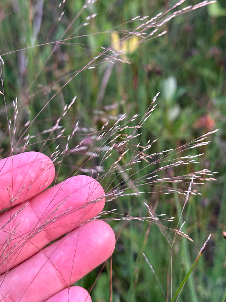 Agrostis scabra