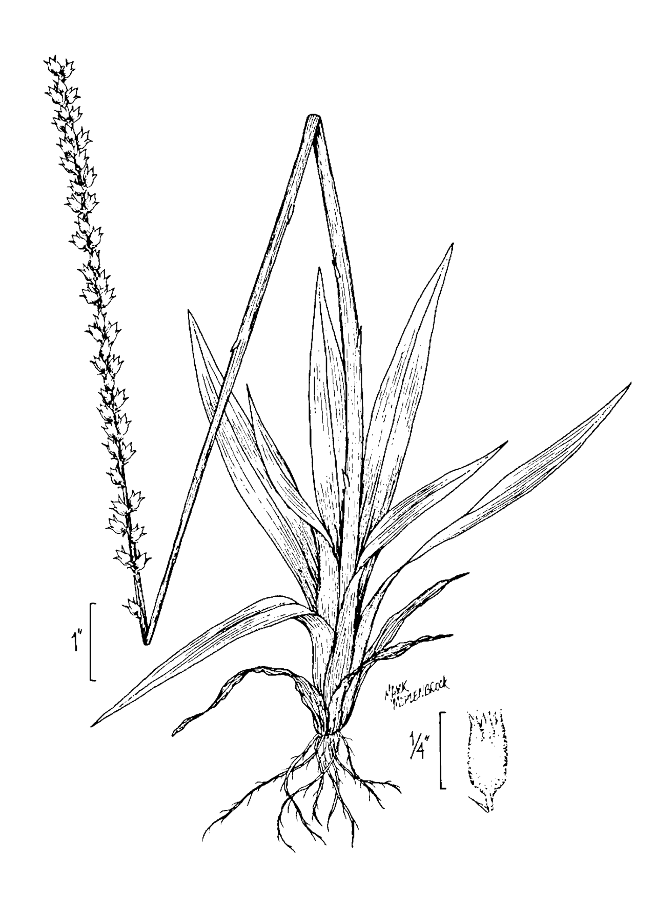 Aletris aurea