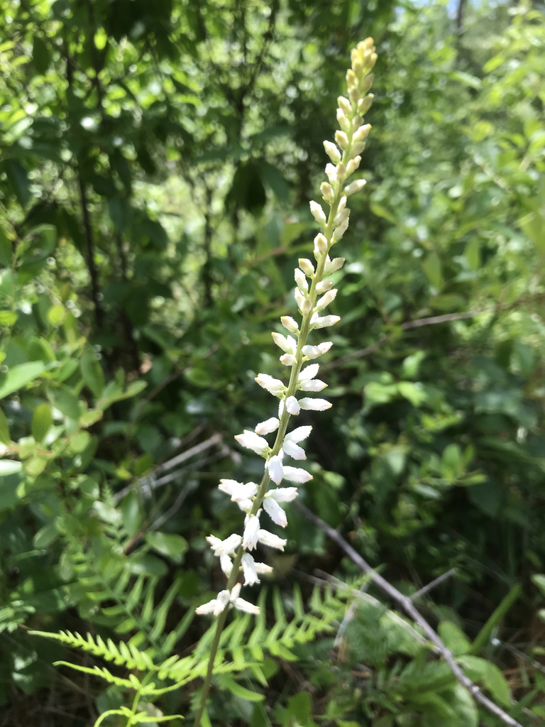 Aletris farinosa