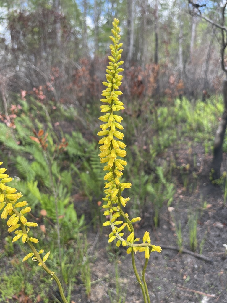 Aletris lutea