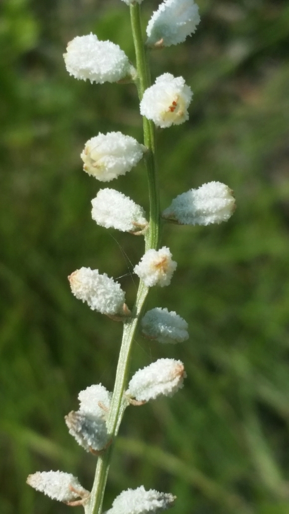 Aletris obovata
