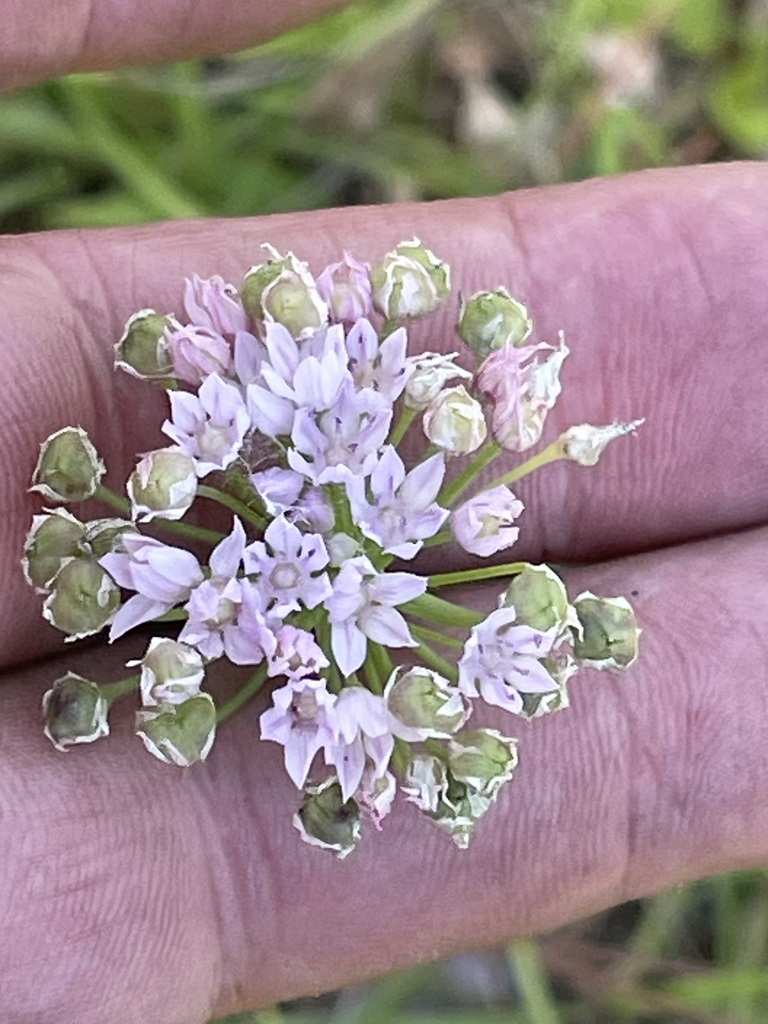 Allium canadense var. canadense