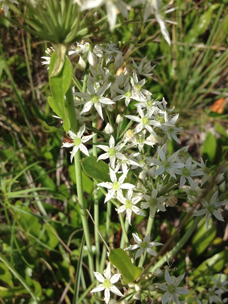 Allium cuthbertii