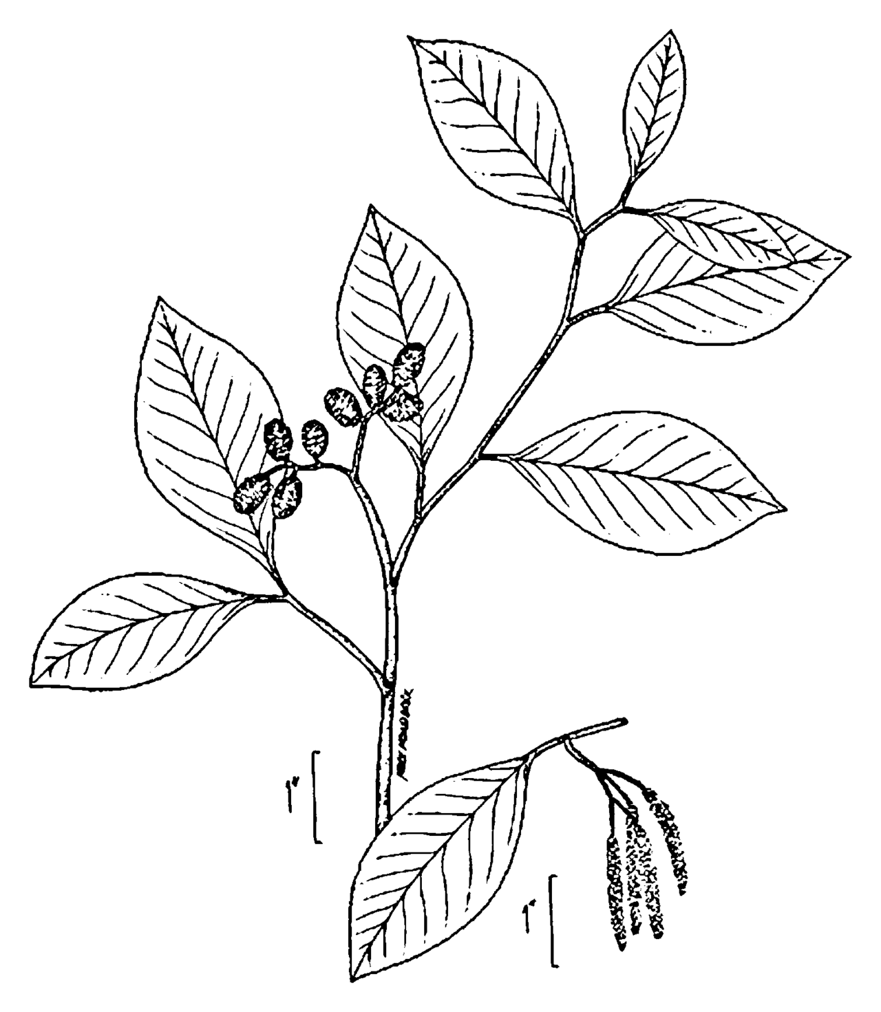 Alnus serrulata