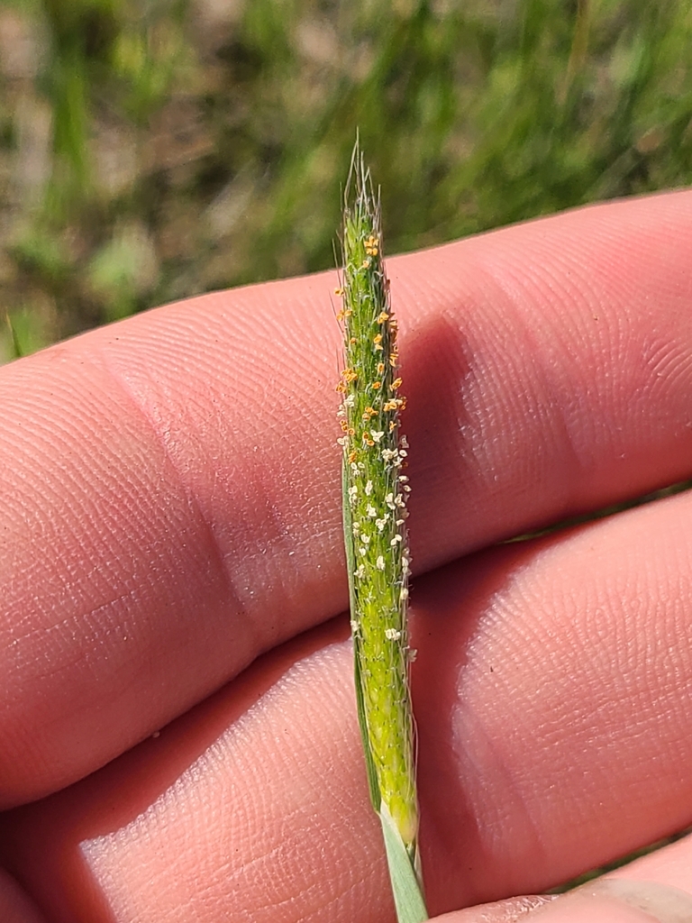Alopecurus carolinianus