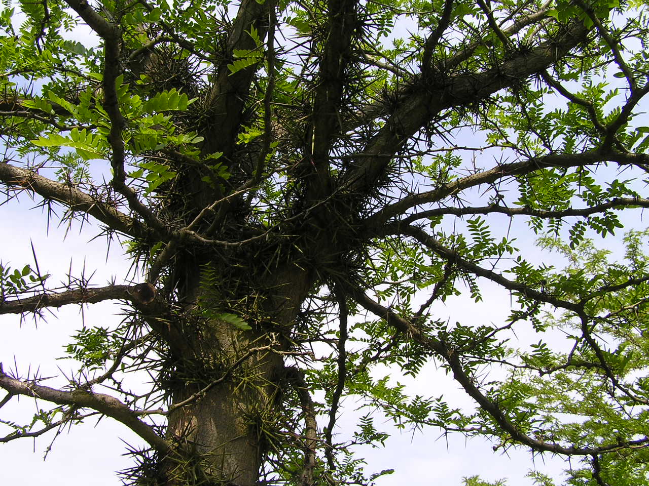 Gleditsia x texana