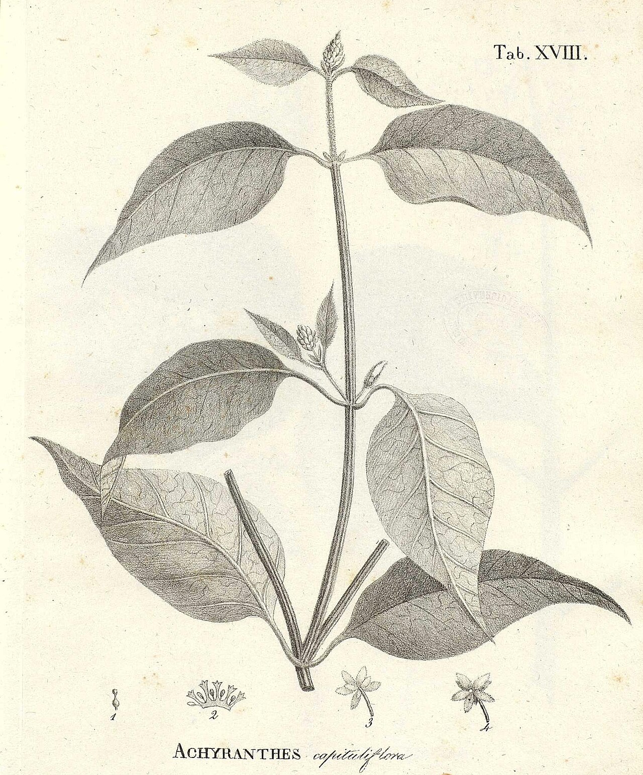 Alternanthera flavescens