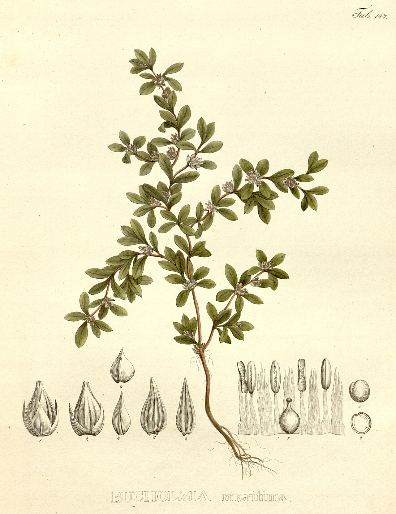 Alternanthera maritima