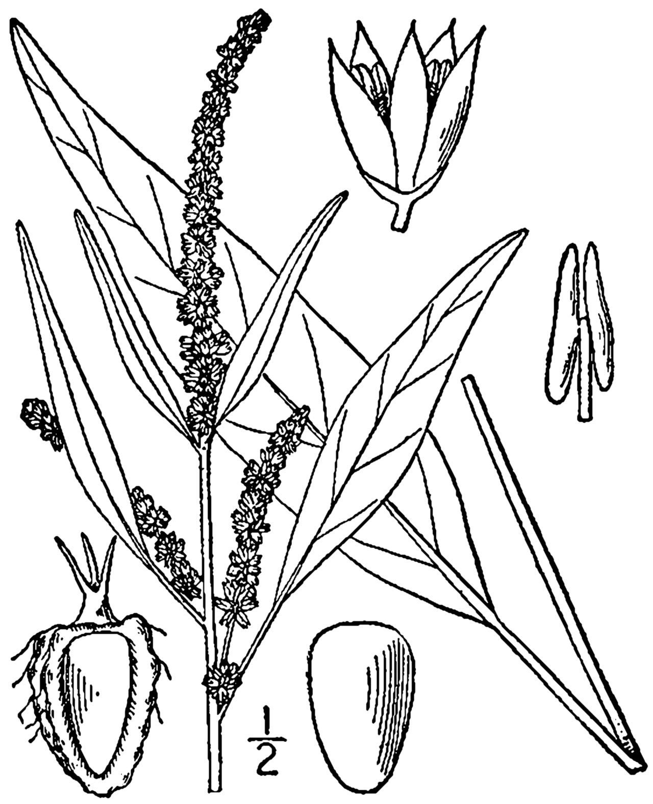 Amaranthus cannabinus
