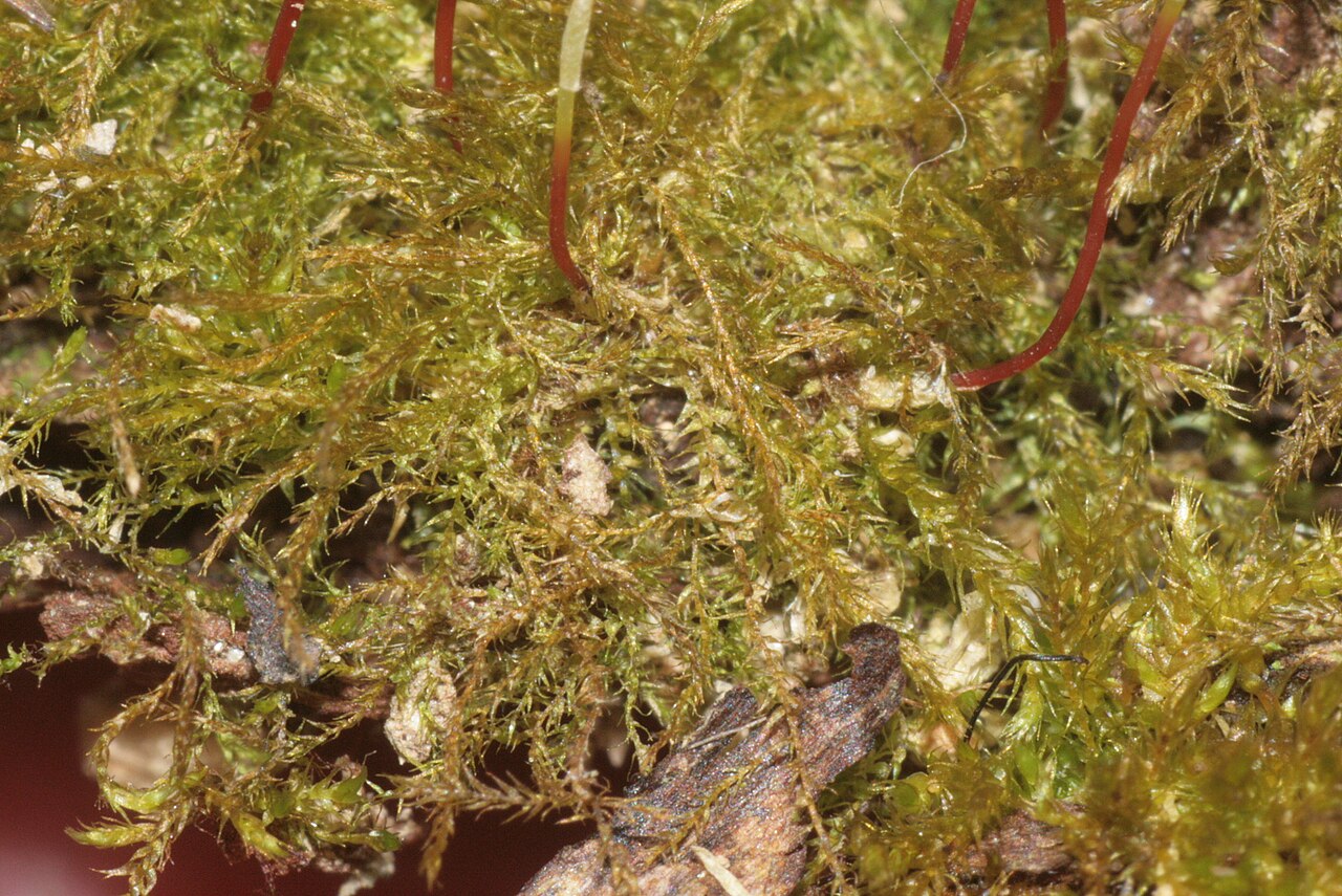 Amblystegium serpens