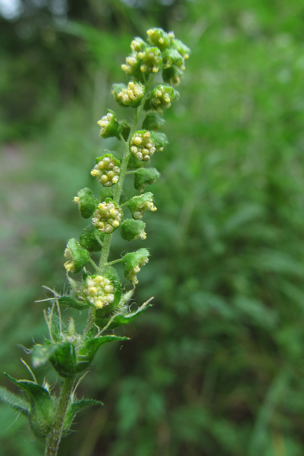 Ambrosia artemisiifolia