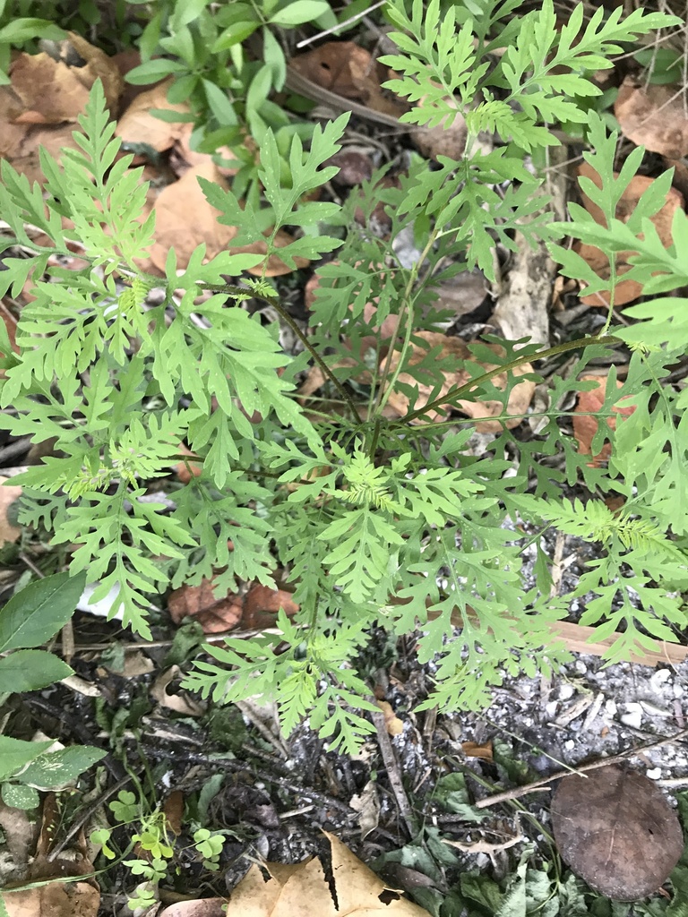 Ambrosia artemisiifolia