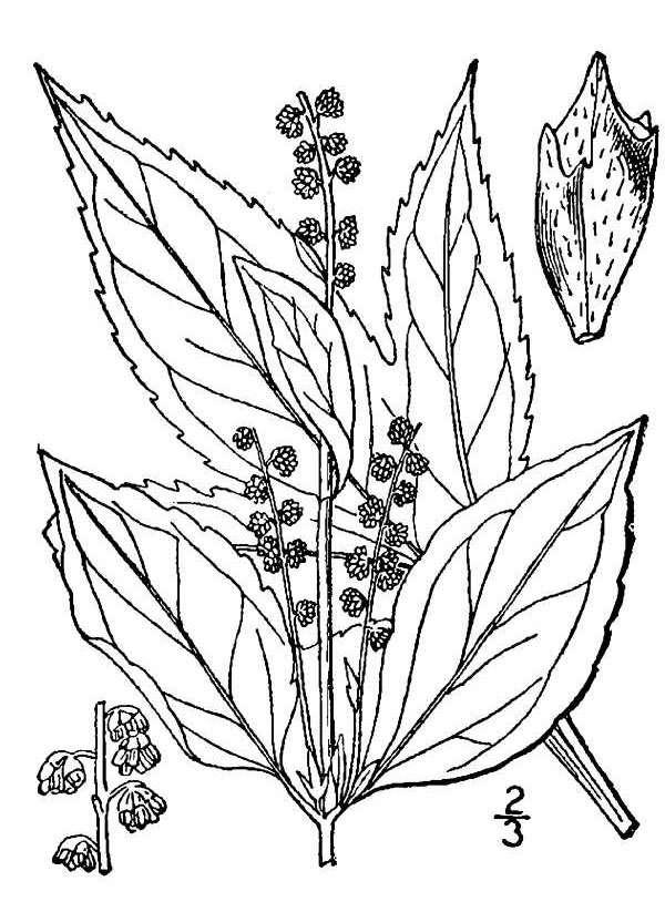 Ambrosia trifida