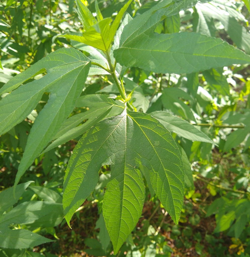 Ambrosia trifida