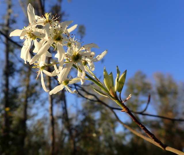 Amelanchier arborea