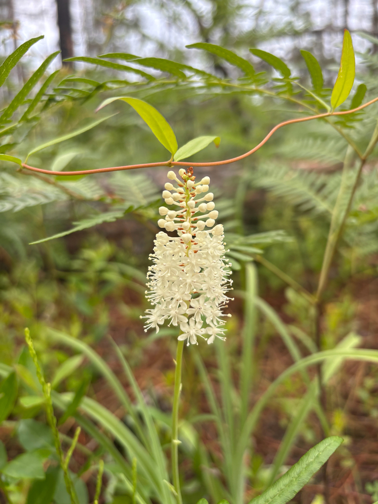 Amianthium muscaetoxicum