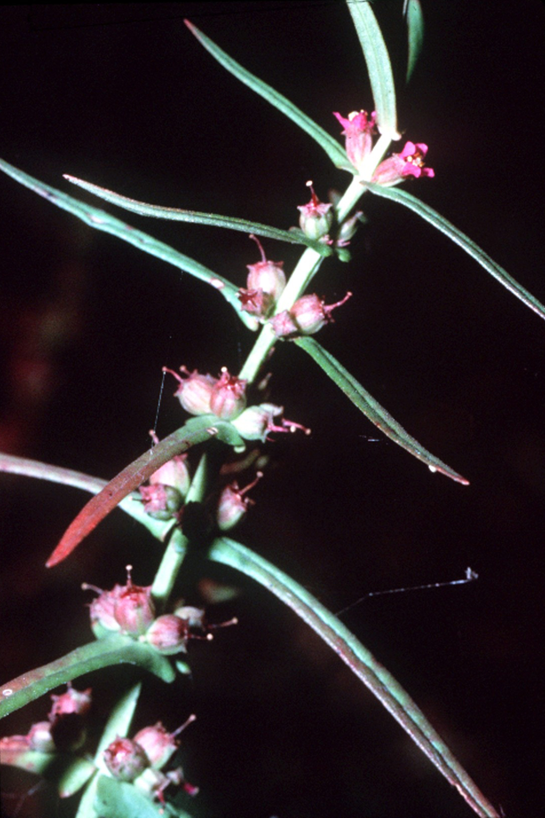 Ammannia coccinea