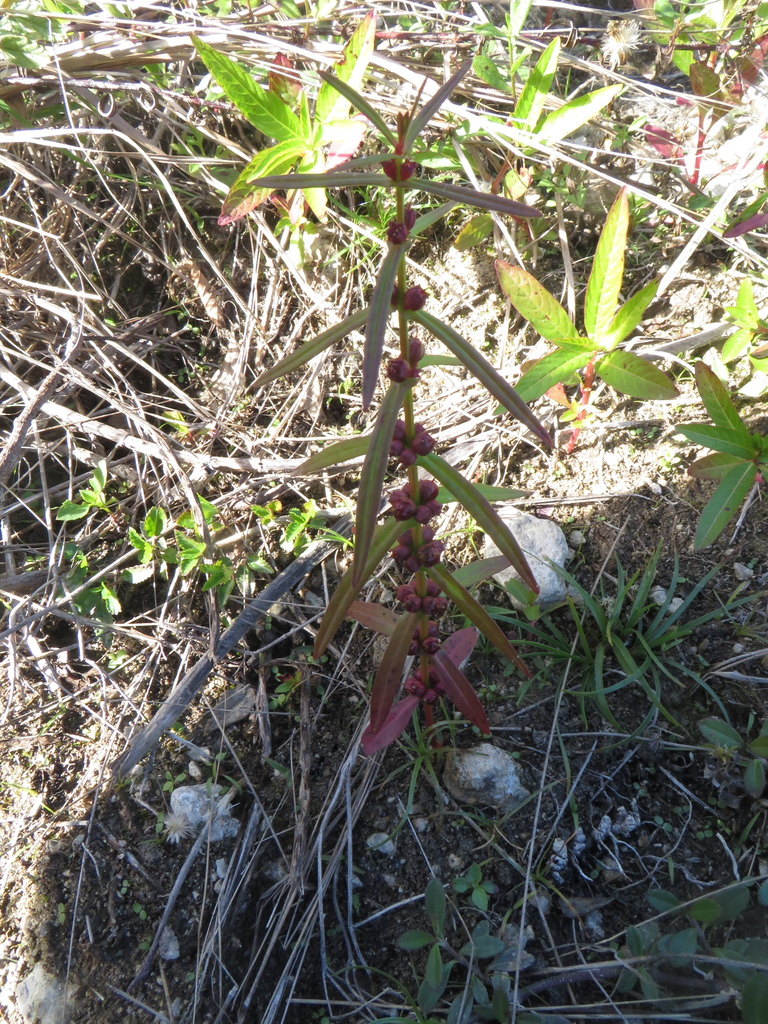 Ammannia latifolia