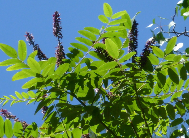 Amorpha fruticosa