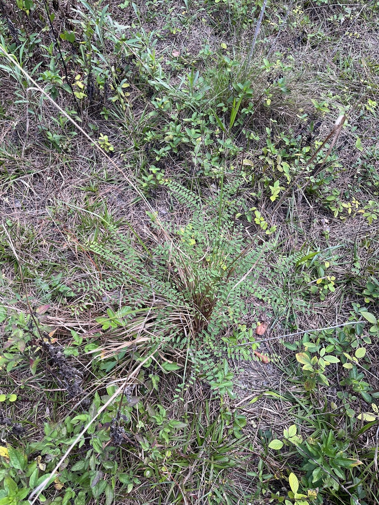 Amorpha herbacea var. crenulata