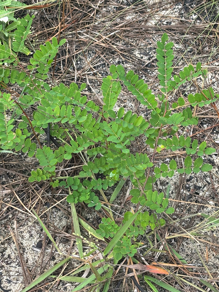 Amorpha herbacea var. herbacea