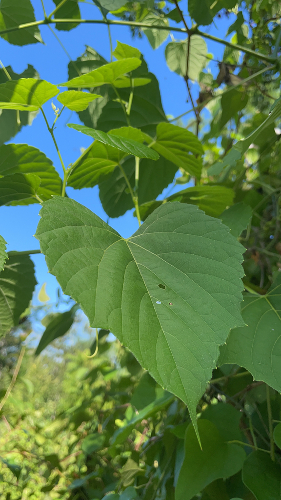 Ampelopsis cordata