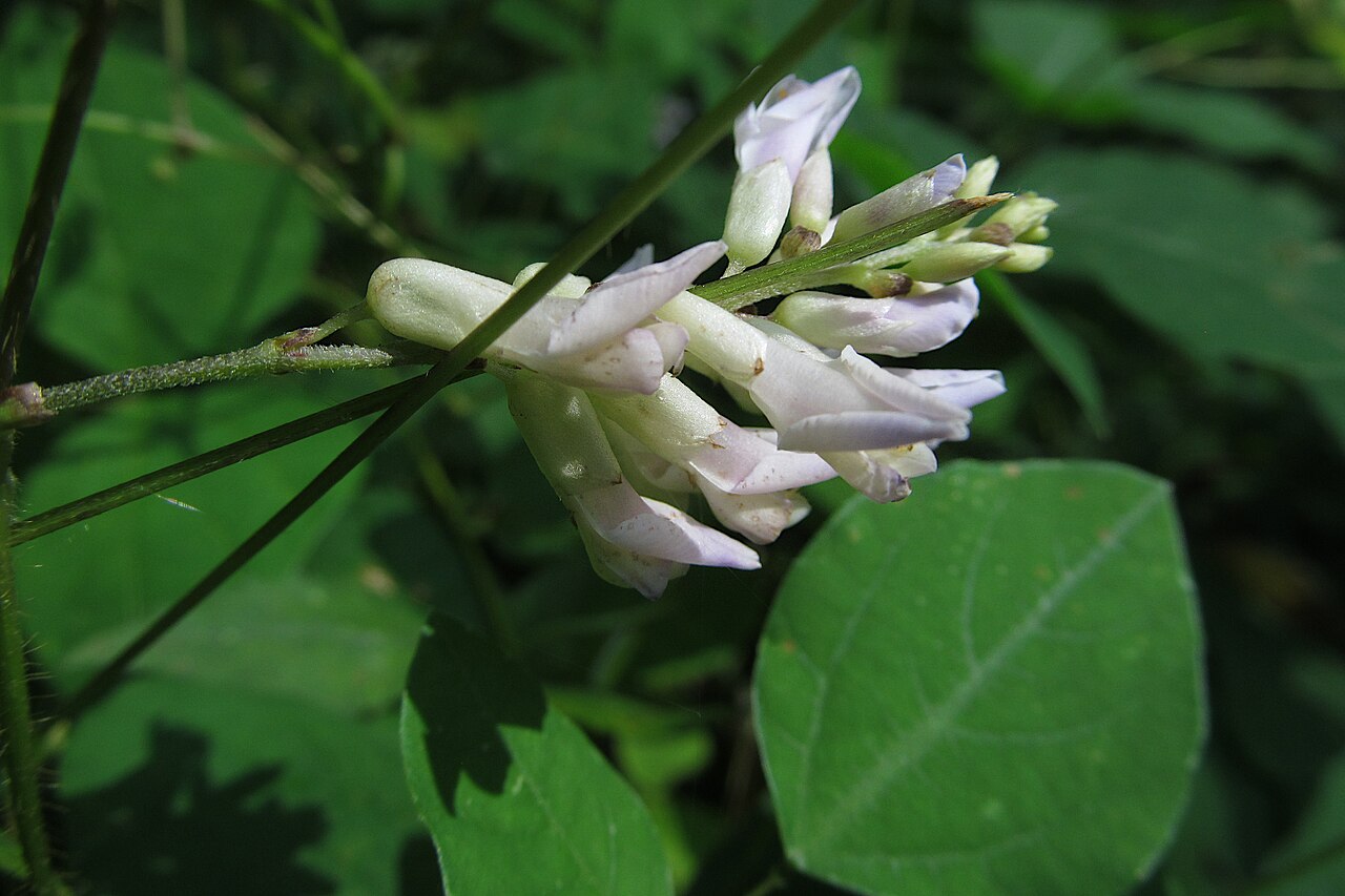 Amphicarpaea bracteata