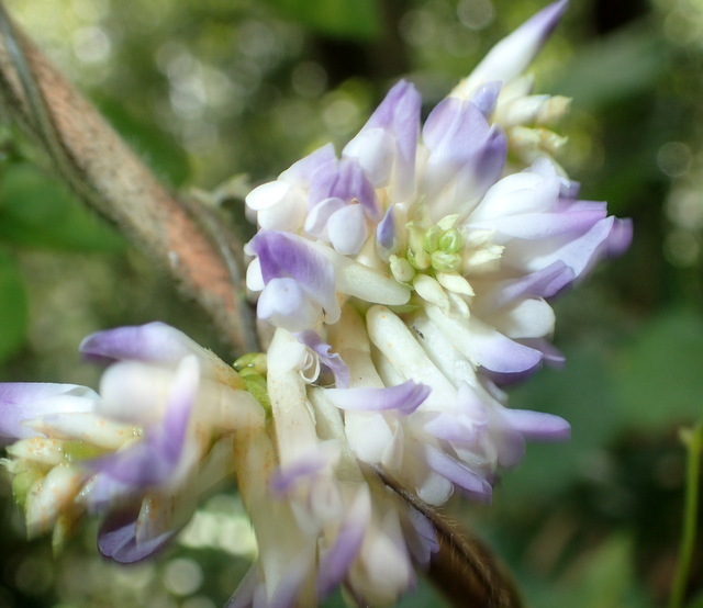 Amphicarpaea bracteata
