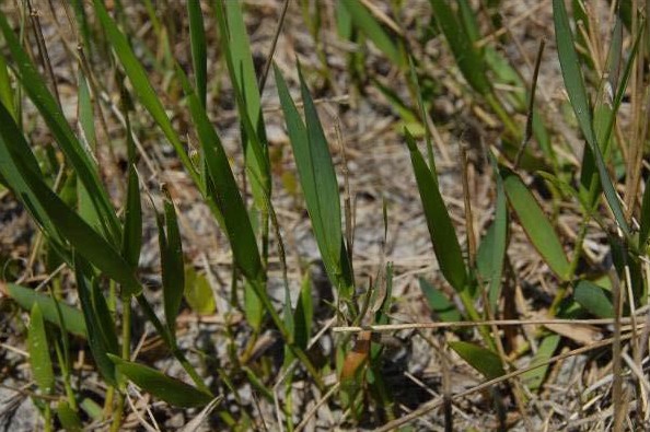 Amphicarpum muehlenbergianum