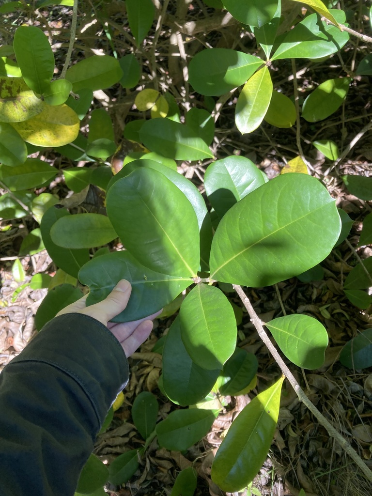 Amphitecna latifolia