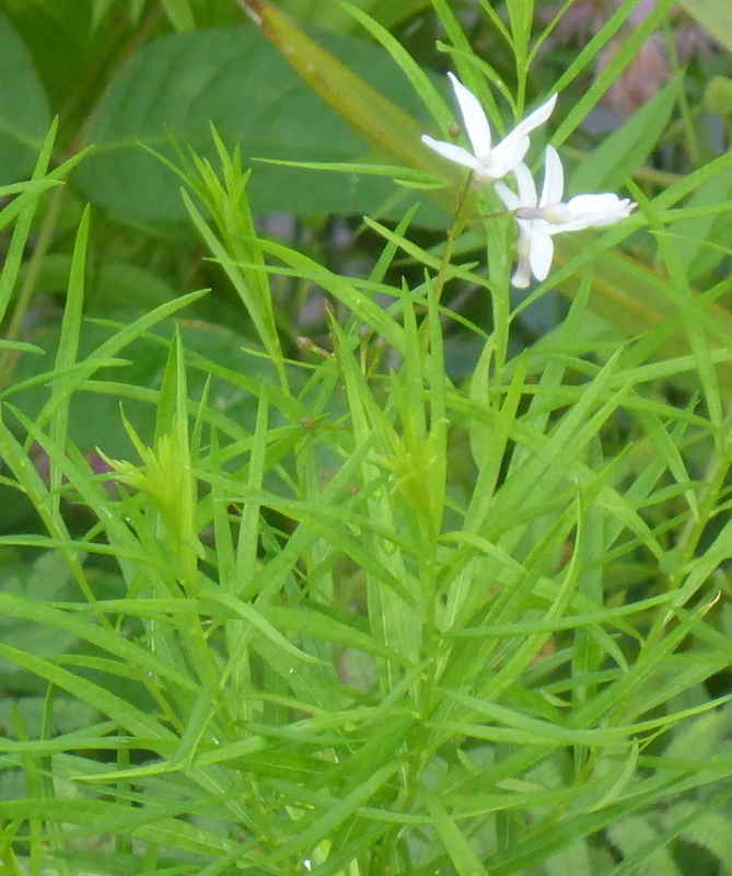 Amsonia ciliata
