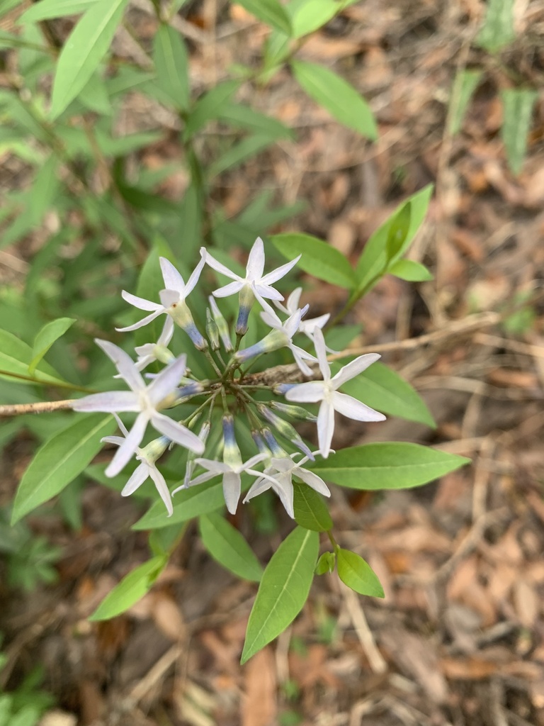 Amsonia tabernaemontana