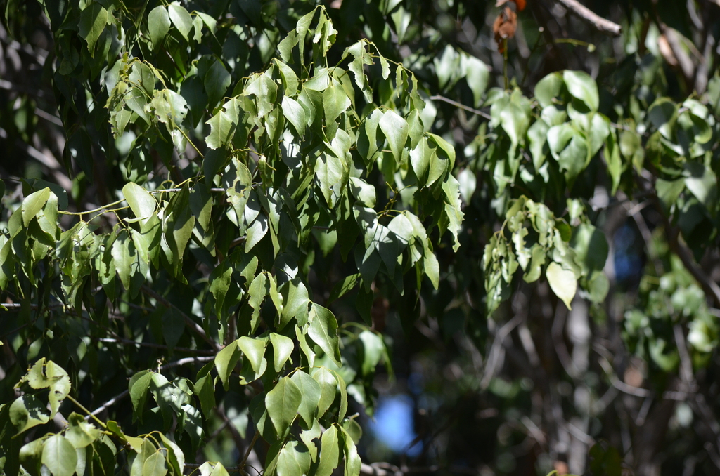 Amyris balsamifera