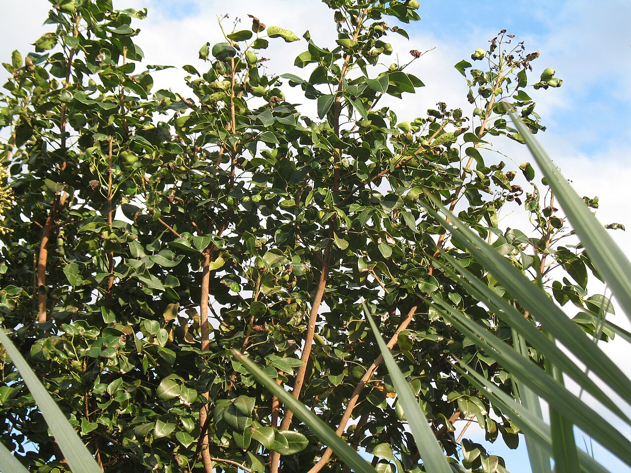 Amyris elemifera