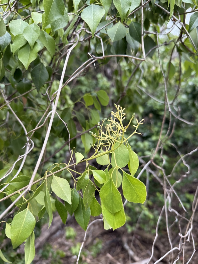 Amyris elemifera