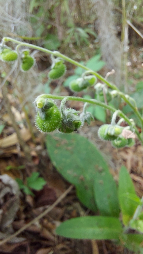 Andersonglossum virginianum