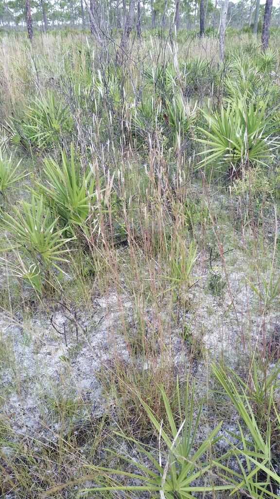 Andropogon cumulicola