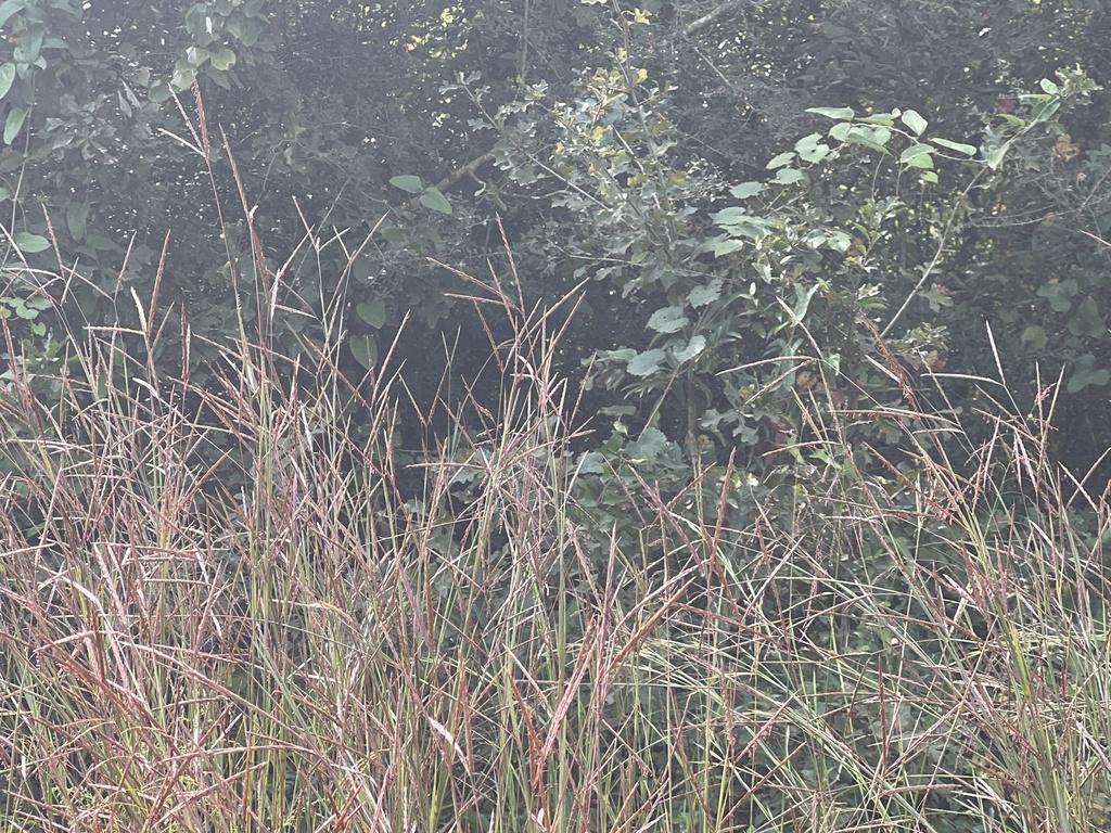 Andropogon gerardi