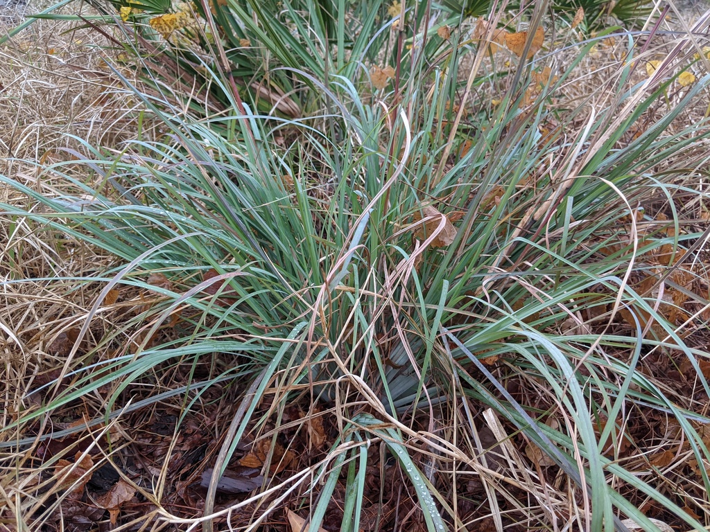 Andropogon glomeratus var. glaucopsis