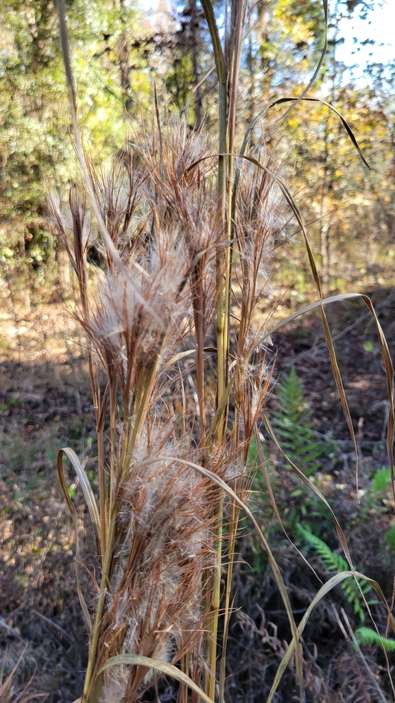 Andropogon glomeratus var. glomeratus