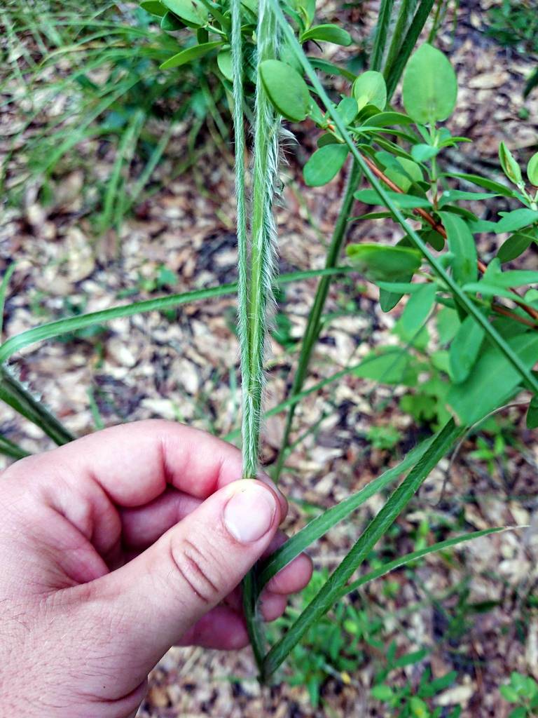 Andropogon glomeratus var. hirsutior